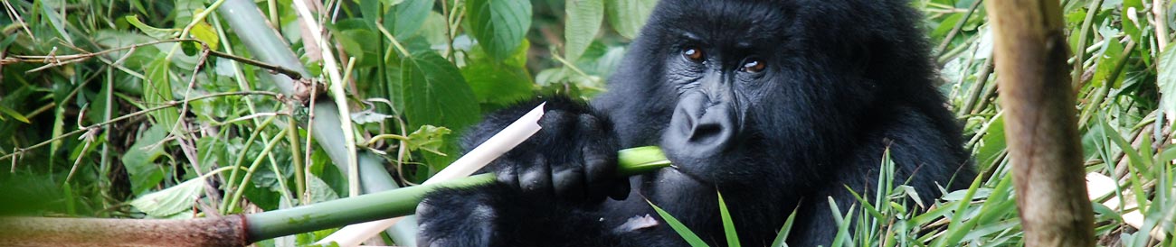 Glimpse of Gorillas Adventure